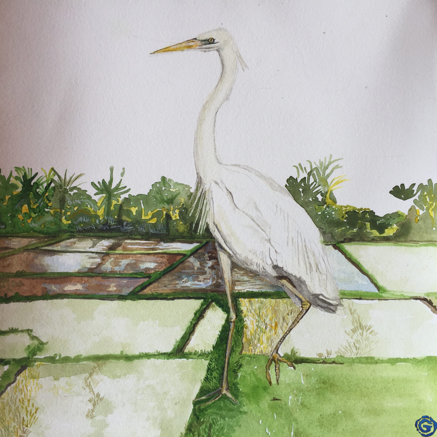 bali-egret