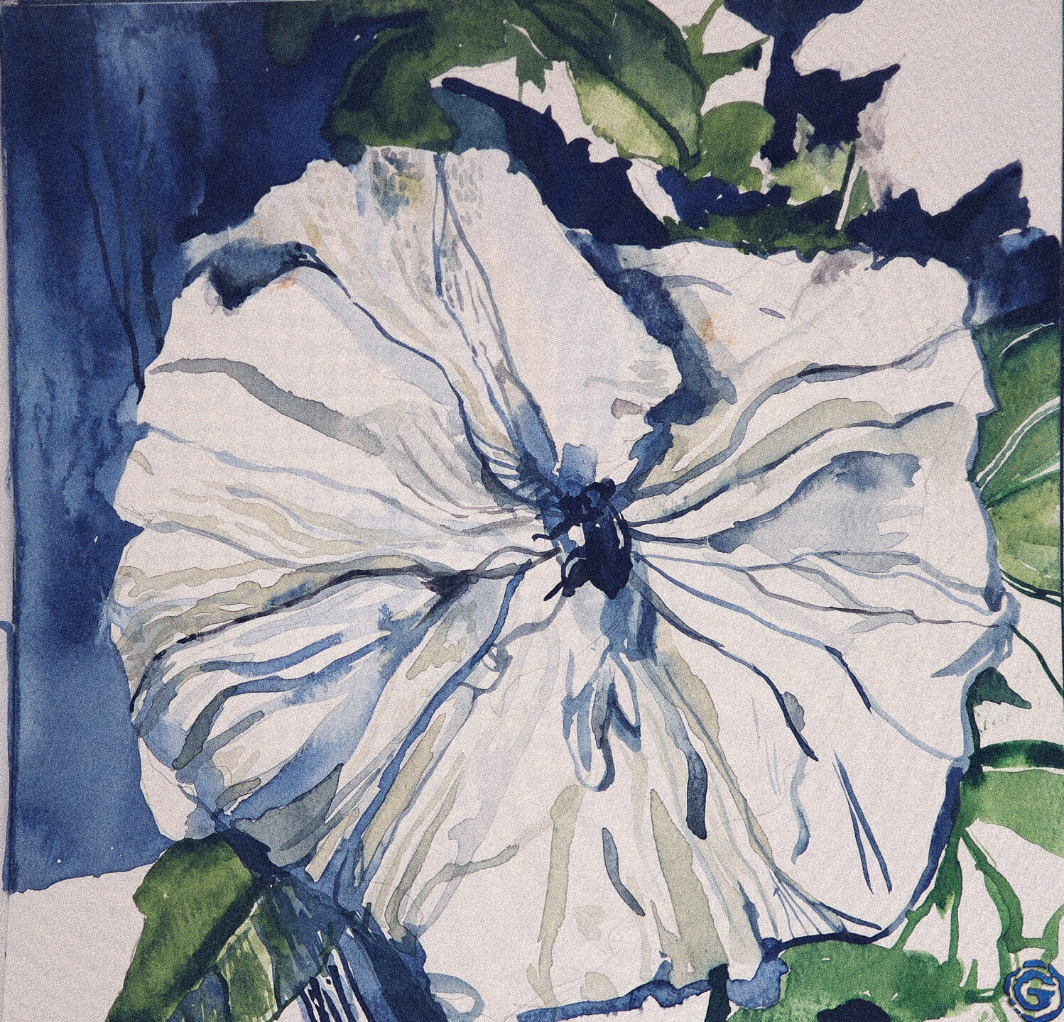 blue-hibiscus