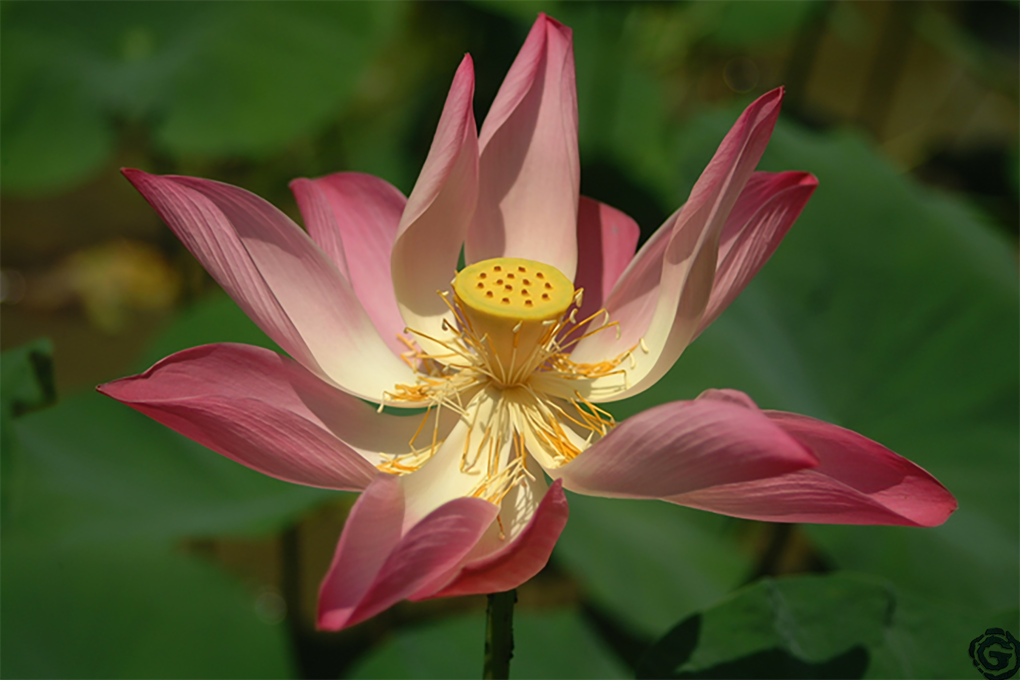 lotus