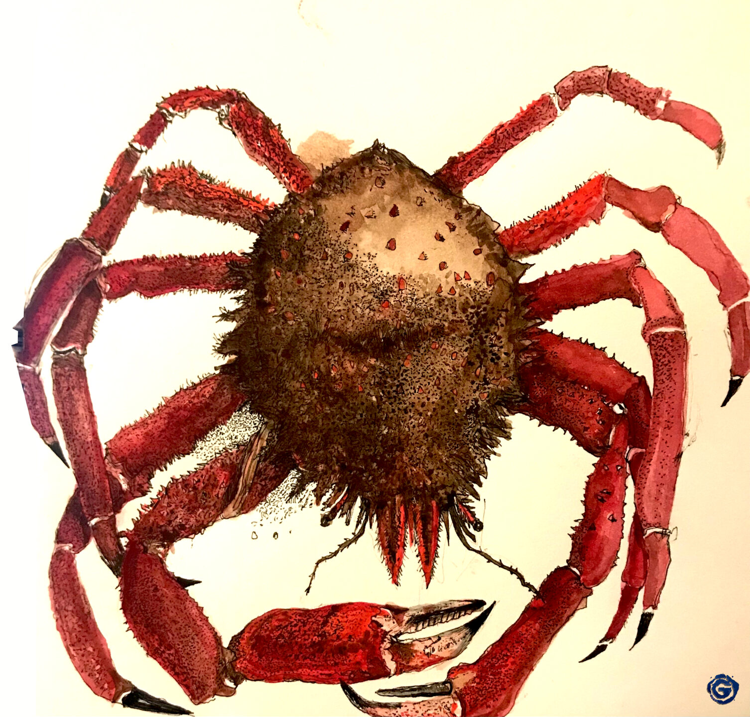 spider-crab