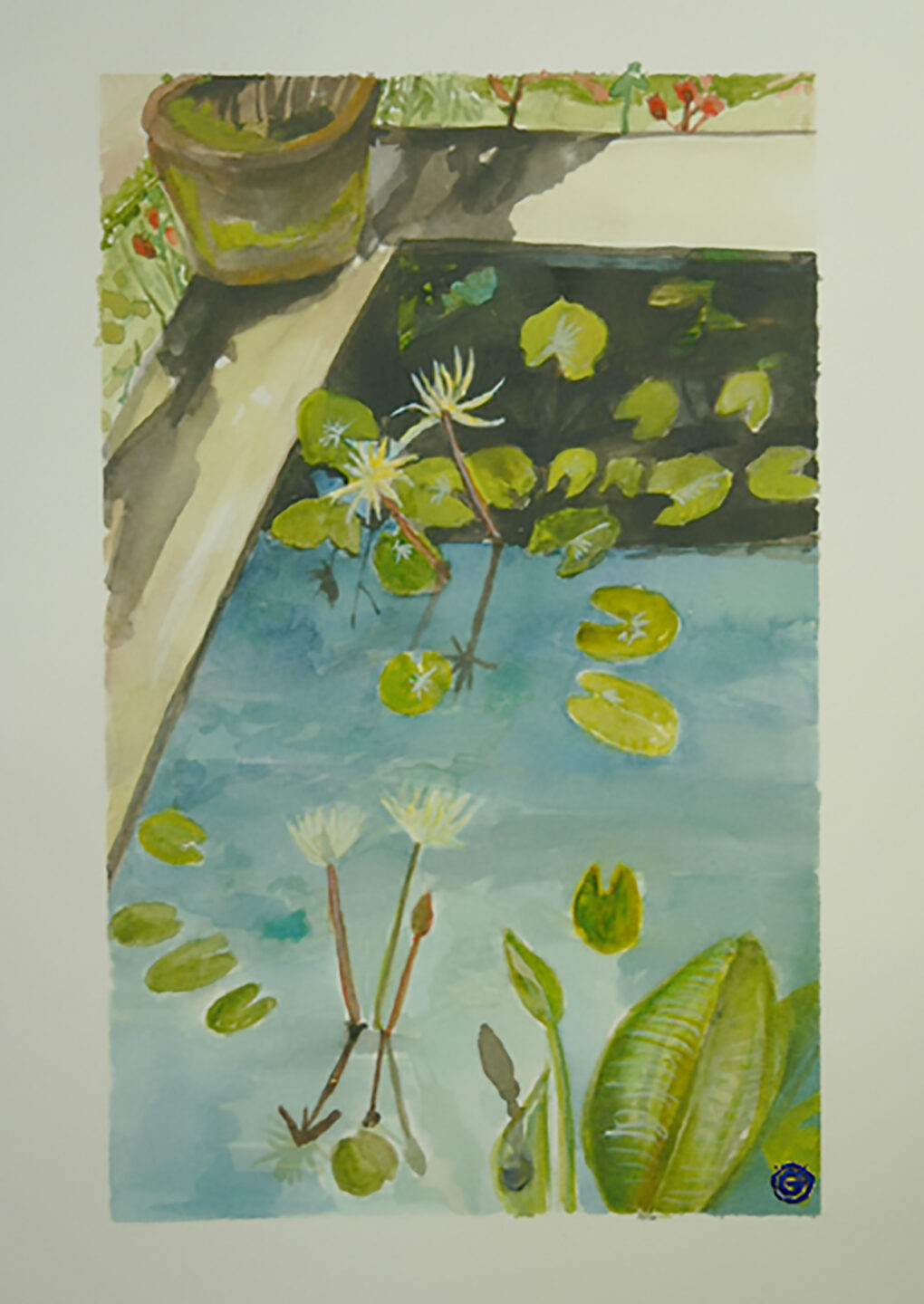 lily-pond